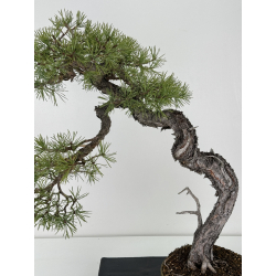 Pinus sylvestris - pino silvestre europeo - I-6925 vista 2