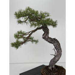 Pinus sylvestris - pino silvestre europeo - I-6925 vista 4