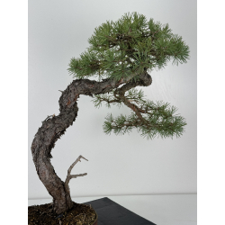 Pinus sylvestris - pino silvestre europeo - I-6925 vista 5