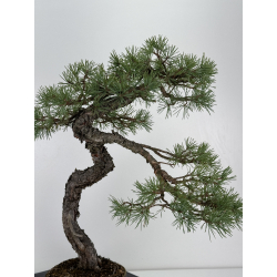 Pinus sylvestris - pino silvestre europeo - I-6925 vista 6