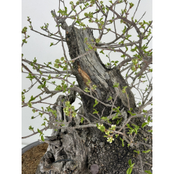Prunus mahaleb -cerezo de Santa Lucía- I-6926 vista 7