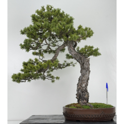 Pinus sylvestris I-6927