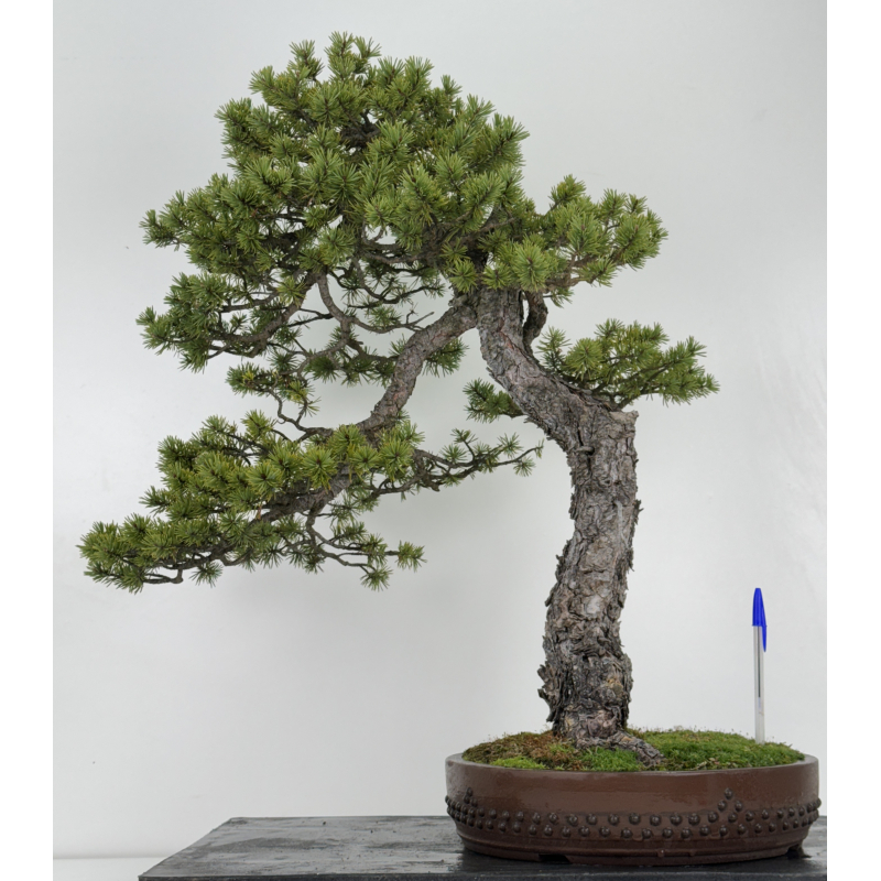 Pinus sylvestris - pino silvestre europeo - I-6927