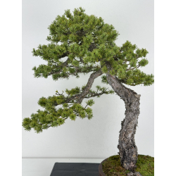 Pinus sylvestris - pino silvestre europeo - I-6927 vista 2