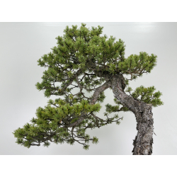 Pinus sylvestris I-6927 view 3
