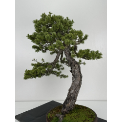 Pinus sylvestris - pino silvestre europeo - I-6927 vista 4