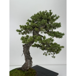 Pinus sylvestris - pino silvestre europeo - I-6927 vista 5