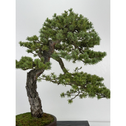 Pinus sylvestris - pino silvestre europeo - I-6927 vista 6