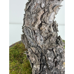 Pinus sylvestris - pino silvestre europeo - I-6927 vista 7