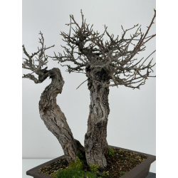 Prunus mahaleb -cerezo de Santa Lucía- I-6929 vista 5