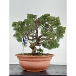 Juniperus chinensis kishu I-6930