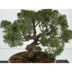 Juniperus chinensis kishu I-6930 vista 2