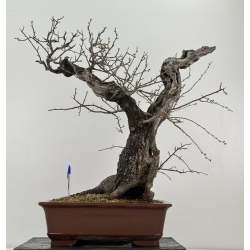 Prunus mahaleb -cerezo de Santa Lucía- I-6931