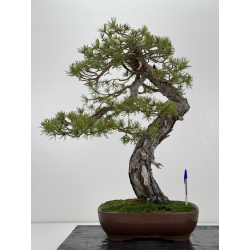 Pinus sylvestris I-6932