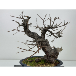 Prunus mahaleb -cerezo de Santa Lucía- I-6933 vista 5