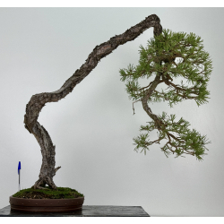 Pinus sylvestris I-6935