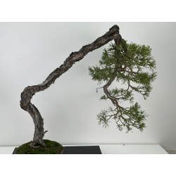 Pinus sylvestris - pino silvestre europeo - I-6935 vista 2