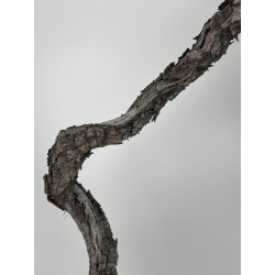 Pinus sylvestris - pino silvestre europeo - I-6935 vista 3