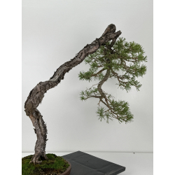Pinus sylvestris - pino silvestre europeo - I-6935 vista 4