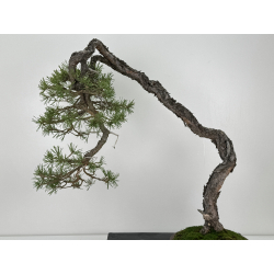 Pinus sylvestris - pino silvestre europeo - I-6935 vista 5
