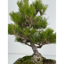 Pinus thunbergii -pino negro japonés- I-6939 vista 2