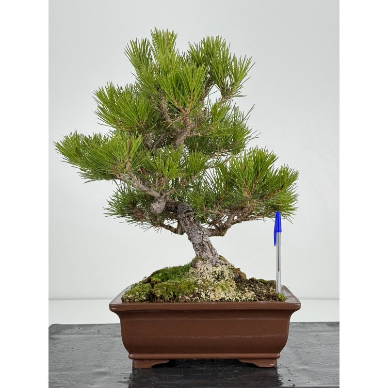 Pinus thunbergii -pino negro japonés- I-6939