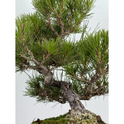 Pinus thunbergii -pino negro japonés- I-6939 vista 3