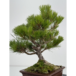 Pinus thunbergii -pino negro japonés- I-6939 vista 4