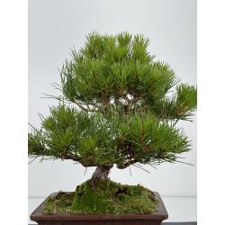 Pinus thunbergii -pino negro japonés- I-6939 vista 5