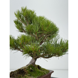 Pinus thunbergii -pino negro japonés- I-6939 vista 6