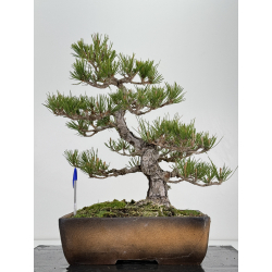 Pinus thunbergii -pino negro japonés- I-6940