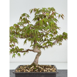 Acer palmatum yamamomiji I-6944 vista 3