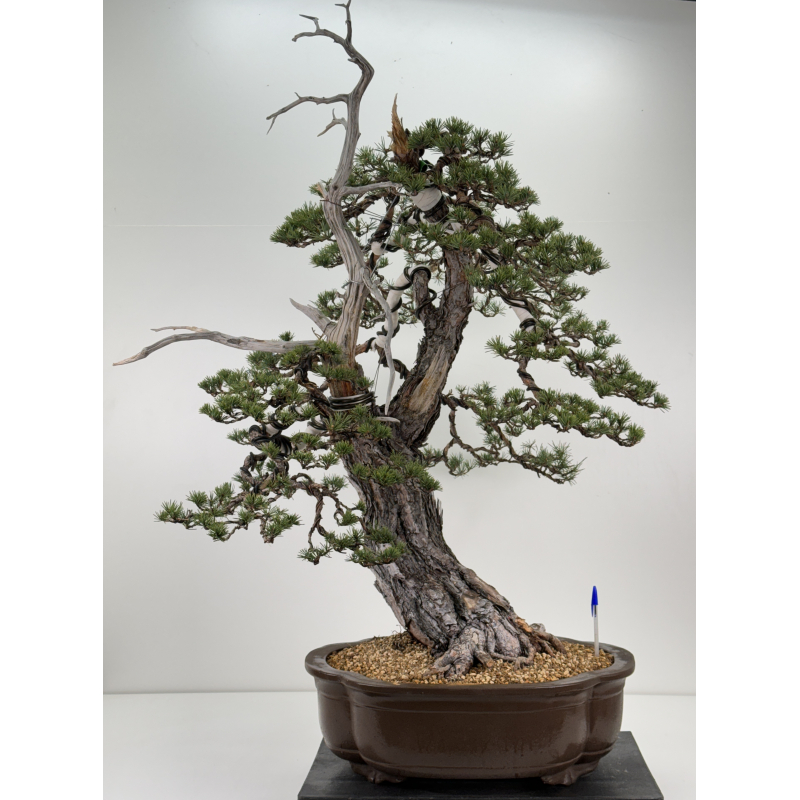 Pinus sylvestris I-6857