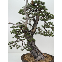 Pinus sylvestris -pino silvestre europeo- I-6857 vista 2
