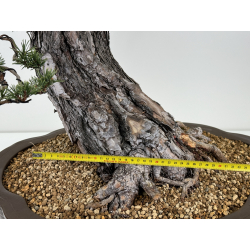 Pinus sylvestris -pino silvestre europeo- I-6857 vista 3