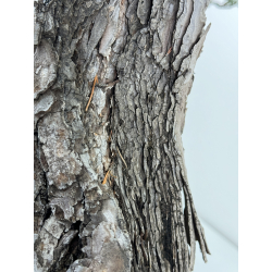 Pinus sylvestris -pino silvestre europeo- I-6857 vista 4