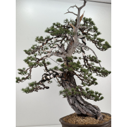 Pinus sylvestris -pino silvestre europeo- I-6857 vista 5