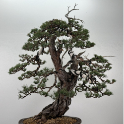 Pinus sylvestris I-6857 view 6