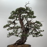 Pinus sylvestris I-6857 view 6
