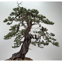 Pinus sylvestris -pino silvestre europeo- I-6857 vista 7