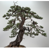 Pinus sylvestris I-6857 view 7