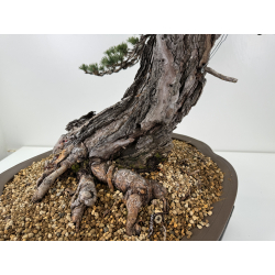 Pinus sylvestris -pino silvestre europeo- I-6857 vista 8