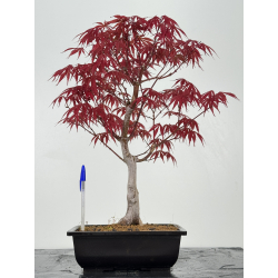 Acer palmatum beni kagami I-6952