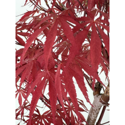Acer palmatum beni kagami I-6952 vista 3
