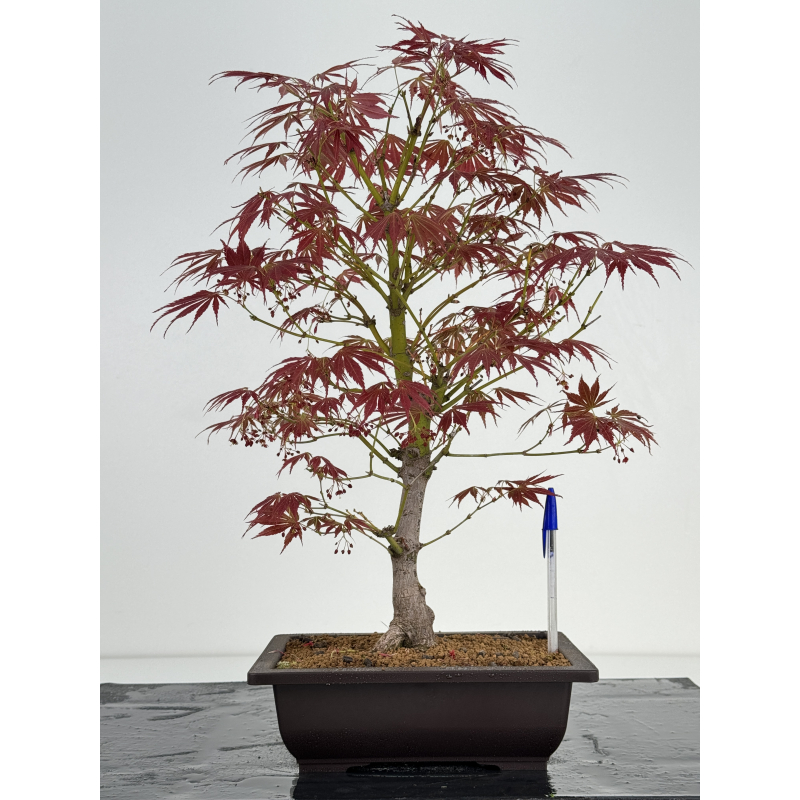 Acer palmatum oshu beni I-6953