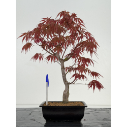 Acer palmatum osakazuki I-6955