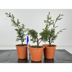 Juniperus chinensis itoigawa I-6956