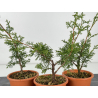 Juniperus chinensis itoigawa I-6956 vista 2