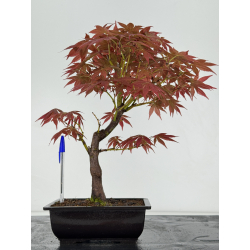 Acer palmatum yugure I-6959