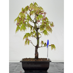 Acer palmatum osakazuki I-6960